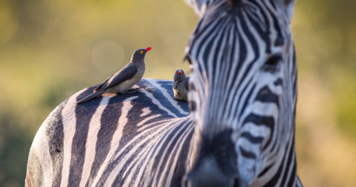 Tim O'reilly: Trajetória, Contribuições E Legado Na Indústria De Tecnologia Da Informação